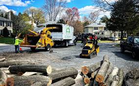 Professional  Tree Services in Buchanan Dam, TX